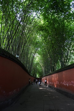 武侯祠的竹林和红墙