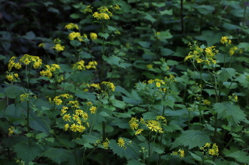 野生菊花