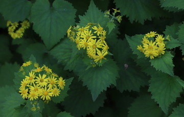 野生菊花