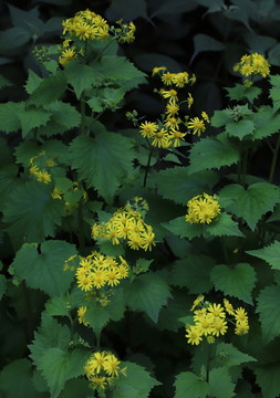 野生菊花