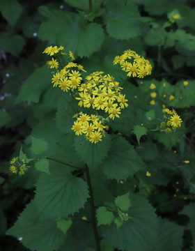 野生菊花