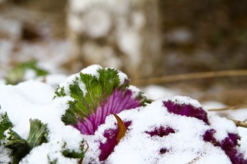 白雪紫花甘蓝