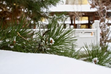 松枝白雪