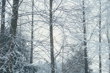 雪景插图