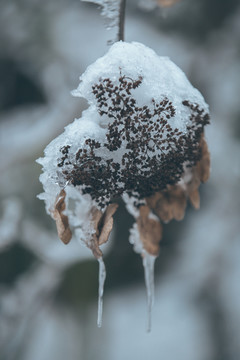 植物上的雪