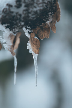 植物上的雪