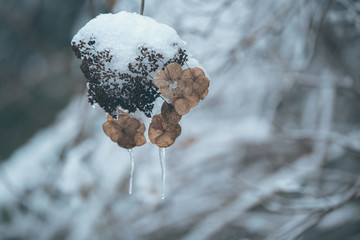 植物上的雪