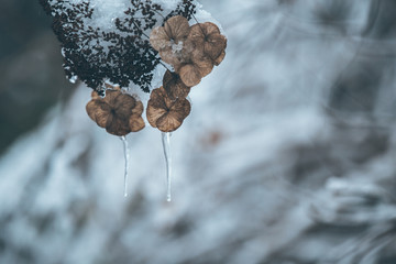 植物上的雪