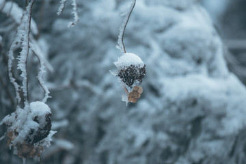 雪景插图