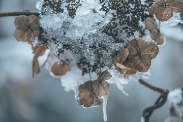 雪景插图