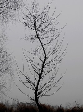 冬天树木