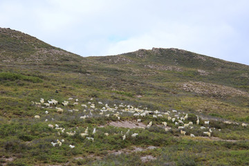 放羊放牧山林中