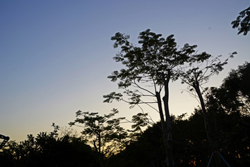 暮色天空树木