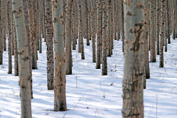冬天雪后的树林