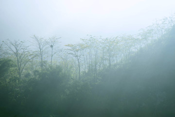 晨雾中的山林