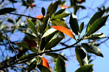 杜英树叶