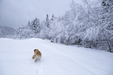 金毛犬雪淞