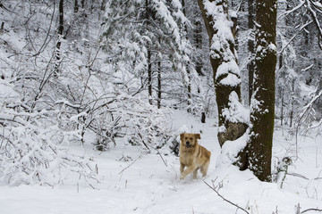 金毛犬雪淞