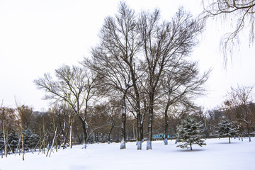 雪景