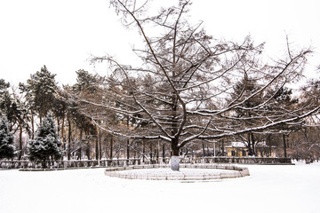 雪景古树