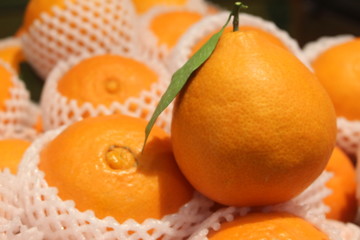 爱媛脐橙