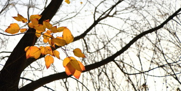颜色鲜艳的树叶