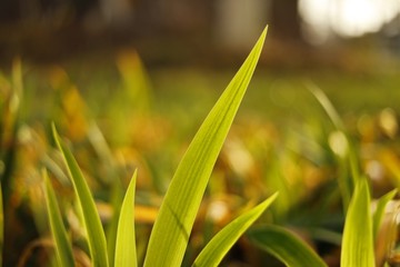 小草特写