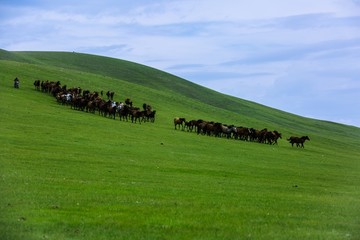 丘陵草原夏季马群