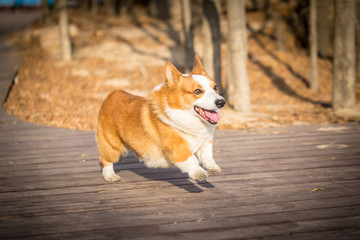 柯基犬