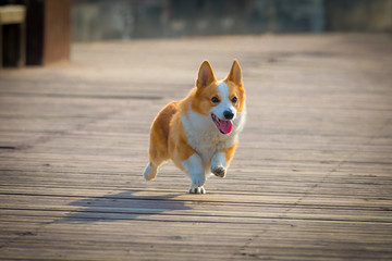 柯基犬