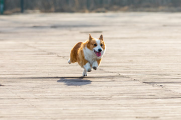 柯基犬