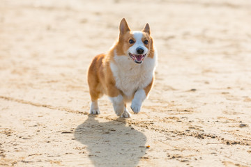 柯基犬