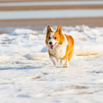 柯基犬