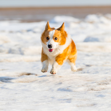 柯基犬