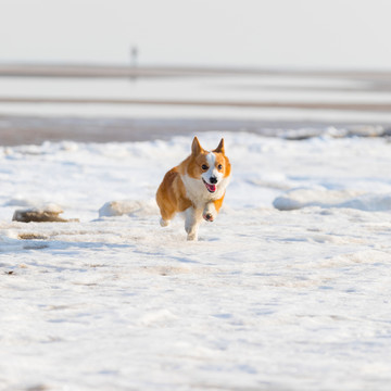 柯基犬