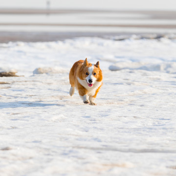 柯基犬