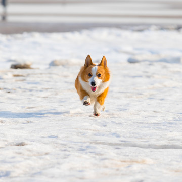 柯基犬