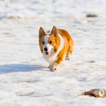 柯基犬