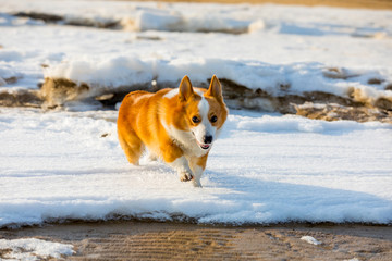 柯基犬