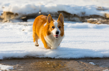 柯基犬