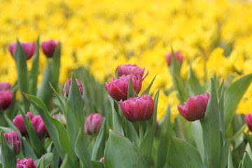 紫色郁金香花丛