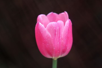 郁金香露水花朵