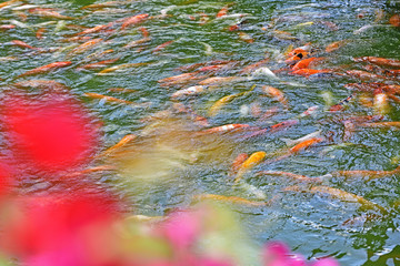 杭州西湖花港观鱼