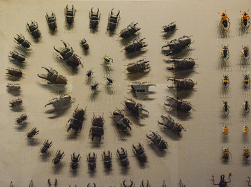 甲虫标本