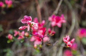 鲜花