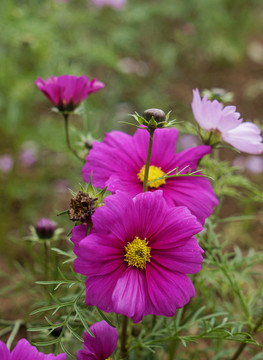 格桑花