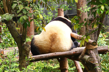大熊猫背影屁股