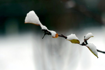 树枝上的雪