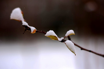 树枝上的雪