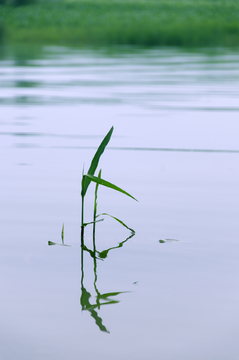 湖面